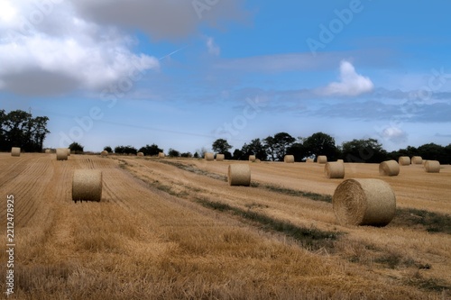 Hay rolls in field in summer