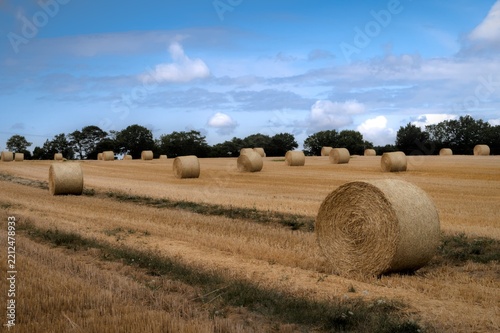 Hay rolls in field in summer