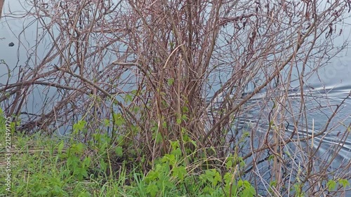 Muskrat swimming in the water and hiding in coastal bushes. A small wild rodent quickly crosses a river or pond in the evening, leaving beautiful waves on the calm water surface