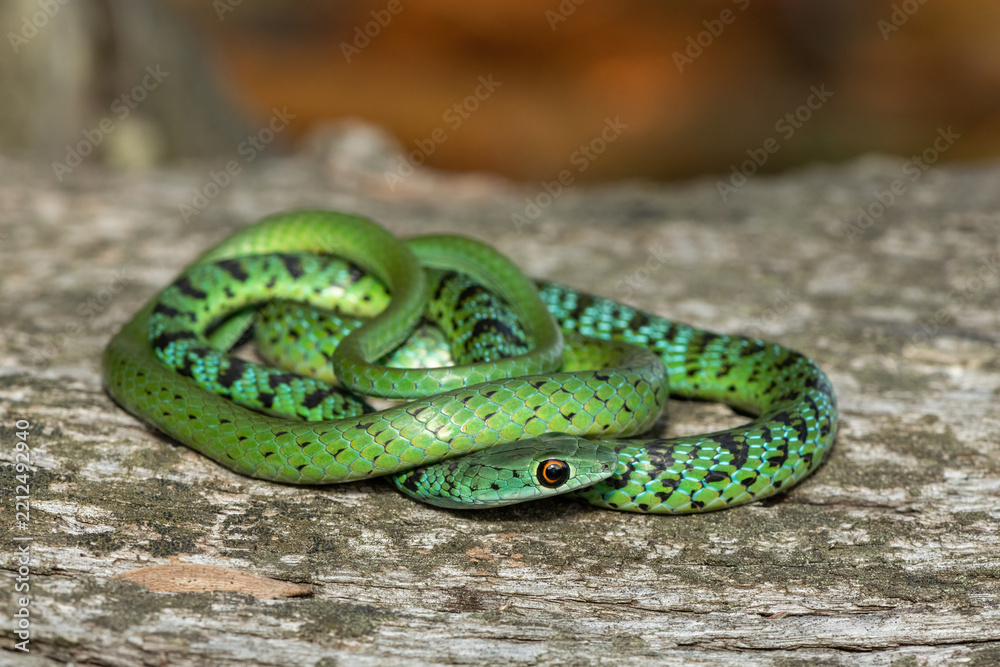 Fototapeta premium A beautiful Spotted Bush Snake (Philothamnus semivariegatus) coiled on a log in the wild in KwaZulu-Natal, South Africa