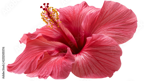 Vibrant pink hibiscus flower with prominent yellow stamen and delicate petals