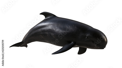 Glossy black melon-headed whale swimming with smooth skin and dorsal fin