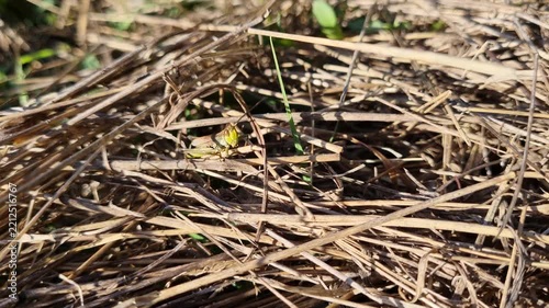 Green grasshopper. Close up. 