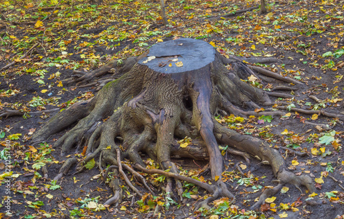 Ancient tree stump lies bare in autumn ground