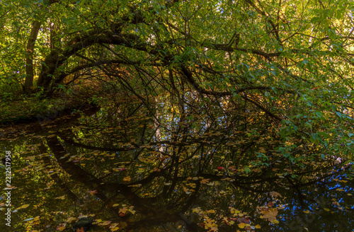 Golden light filters through dense tree canopy