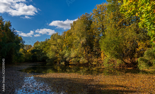 Autumn leaves drift across a still, reflective pond
