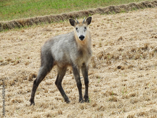 田に現れたニホンカモシカ