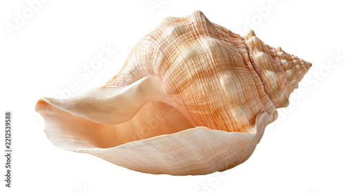 Large beige and orange spiral conch seashell with textured surface