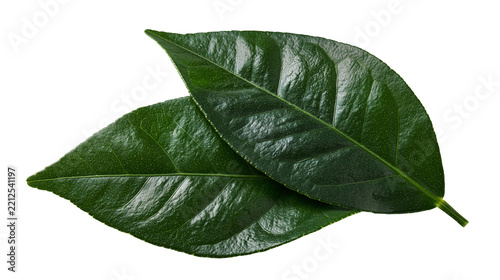 Two fresh dark green citrus leaves with glossy texture and prominent veins