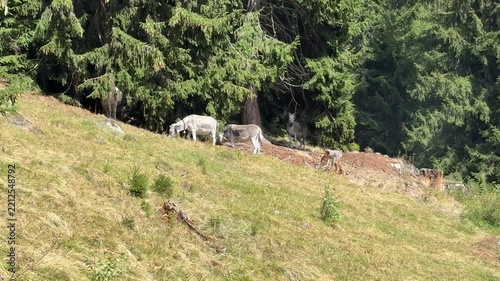 Laax im Sommer