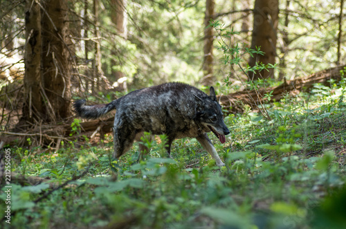 A grey wolf-like dog walking up a slope to the right in a montane forest, confusion with a wolf