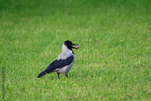 Black and grey crow holding a walnut in a beep on a grass