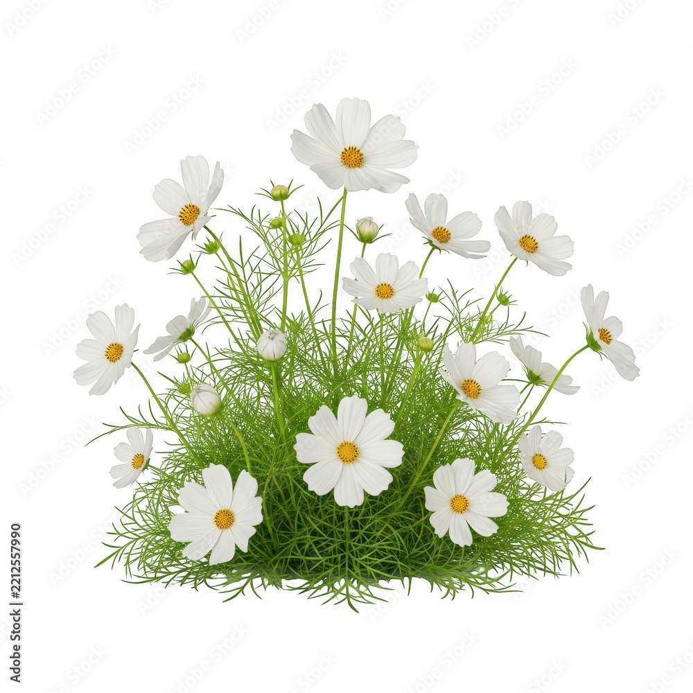 Fototapeta premium Beautiful white cosmos flowers growing in a small green bush with yellow centers