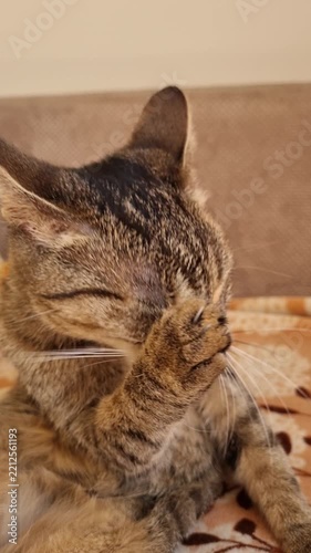 Young cute tabby cat relaxing at home. 