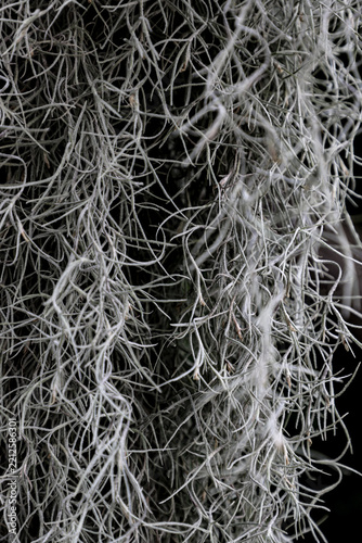 épiphyte