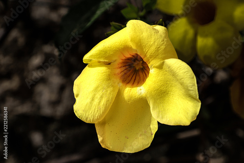 plantes et fleurs tropicales