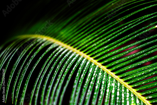 plantes et fleurs tropicales