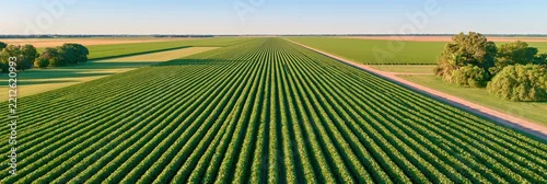 Panel kuchenny z motywem Aerial view of soy fields in argentine pampas with neat rows and dirt road