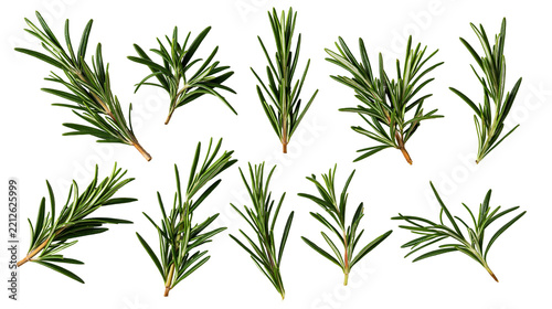 Fresh green rosemary herb sprigs arranged in a collection