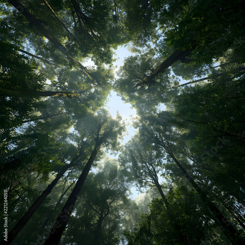 Upward View Through Interlocking Forest Tree Canopies with Sunlight Filtering Between Vibrant Green Leaves