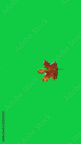 Vertical video: playback starting, brown leaf tumbling and rotating, showing veins for alpha keying