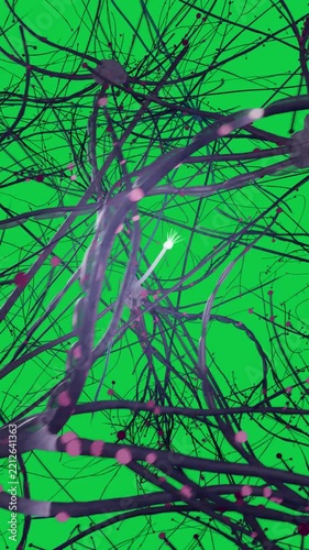 Vertical video: Pullback revealing neural web growing and pulsing to show signals on transparent bg