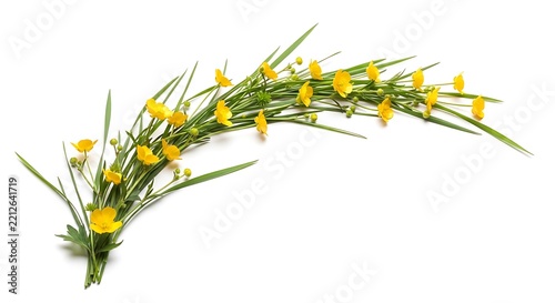 Fresh yellow daffodils in natural pose