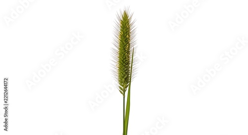 Single wheat stalk with golden seeds