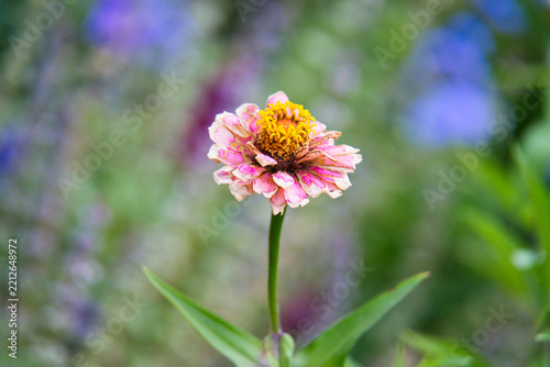 Spring Flowers in the Generalife Gardens of Alhambra
