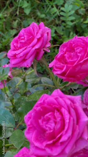 pink roses in garden  vertical video