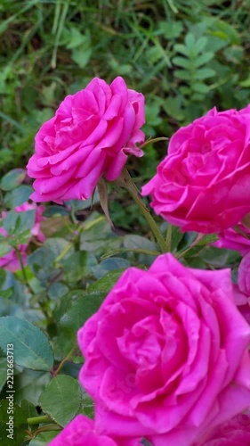 pink roses 