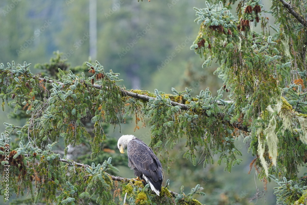Fototapeta premium Bald eagle perched on a mossy evergreen branch looking down in a forest