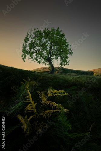 Lone tree known as the Frandy tree, Located in Perthshire Scotland.