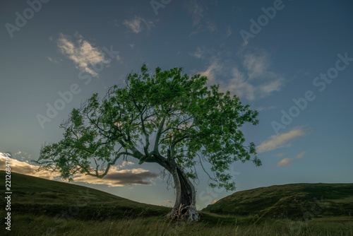 Lone tree known as the Frandy tree, Located in Perthshire Scotland.
