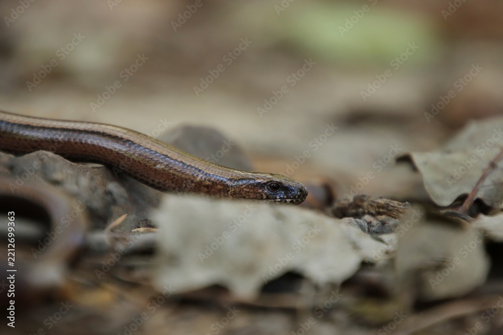 Fototapeta premium A slow worm is hidden in the forest leaves.