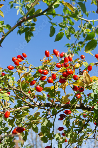 Hagebutten, Strauch mit reifen roten Früchten vor strahlend blauem Himmel, Rosa Canina