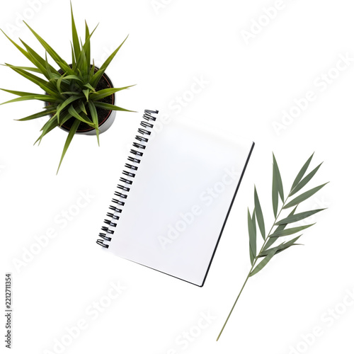 Green succulent plant and fern on white background