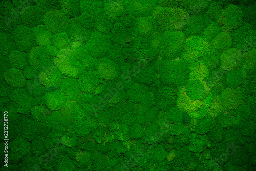 Green moss covers a textured surface in a natural setting