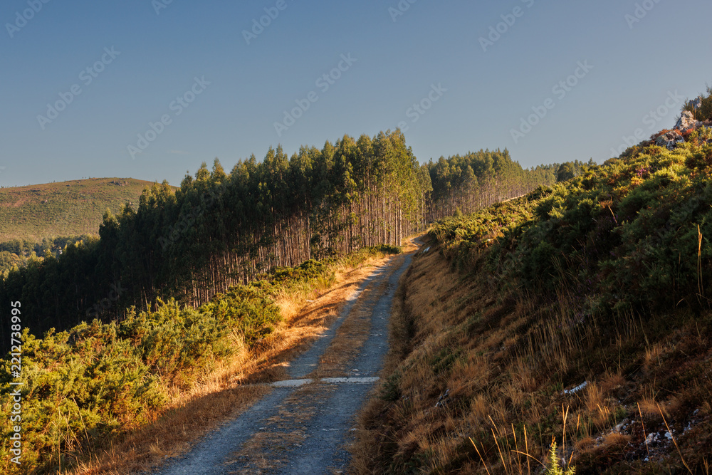 Fototapeta premium Rural Track through Forested Hills, Camino Primitivo, Spain