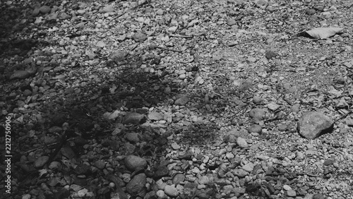 Monochrome texture of a rocky gravel surface with scattered stones and natural shadows, creating an earthy abstract background for outdoor and geological concepts.