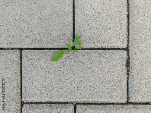 Weed in the interlocking concrete pavers