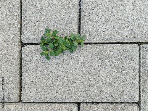 Weed in the interlocking concrete pavers