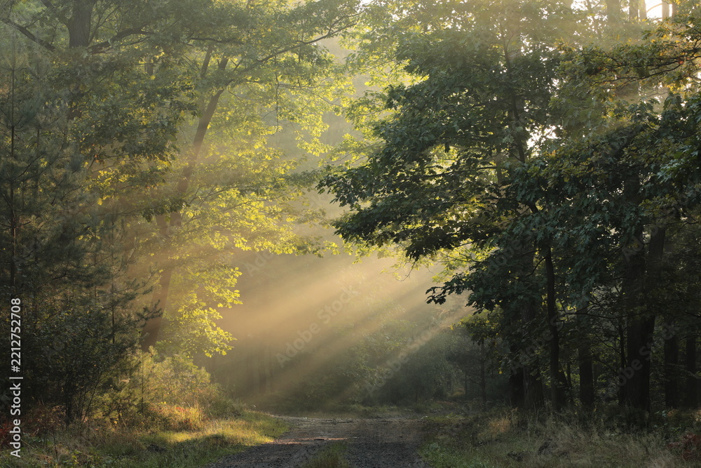 Naklejka premium A path through a misty autumn forest during sunrise, September, Poland