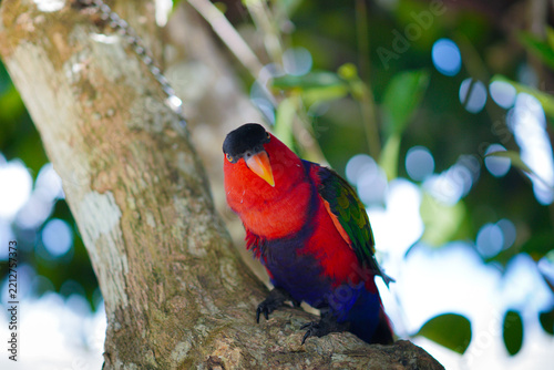 View of a black-capped lory with vibrant red, blue, and green plumage perched on a tree branch in Indonesia.