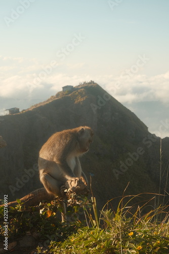 Photography Monkey sitting on a branch at Mount Batur, Bali, Indonesia