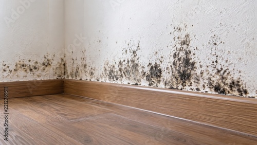 Black Mold and Mildew Growing on White Interior Wall above Wooden Baseboard, Property Damage Caused by Dampness and Water Leaks
