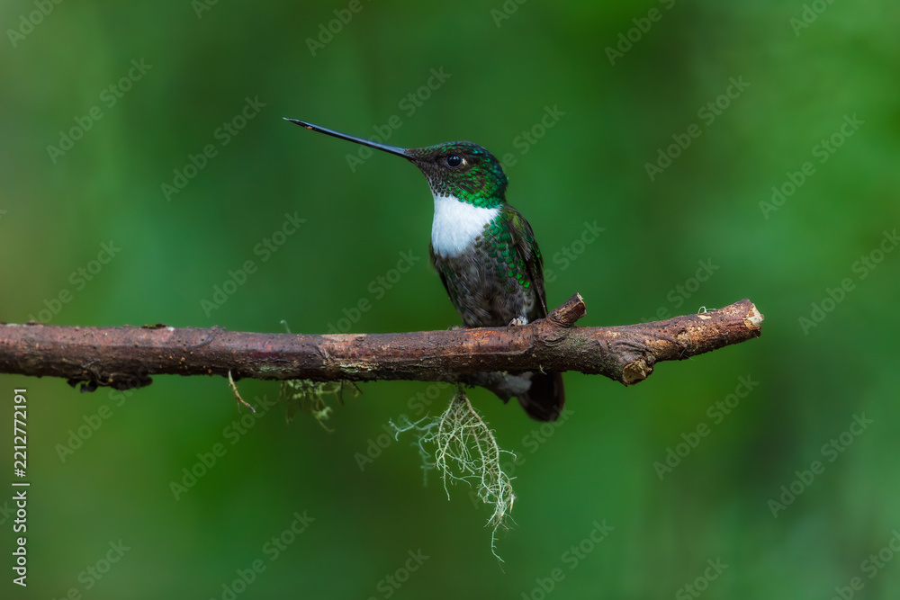 Fototapeta premium Collared Inca hummingbird (Coeligena torquata) perched on a branch against a soft green background in the cloud forest of Ecuador.