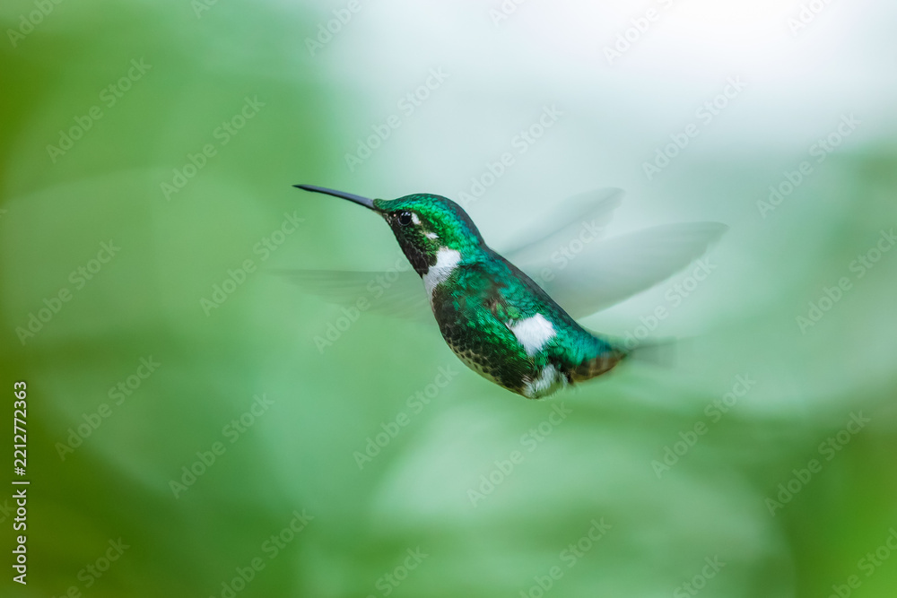 Fototapeta premium A female White-bellied Woodstar hummingbird (Chaetocercus mulsant) hovering in mid-flight with motion-blurred wings against a soft green background in Ecuador.