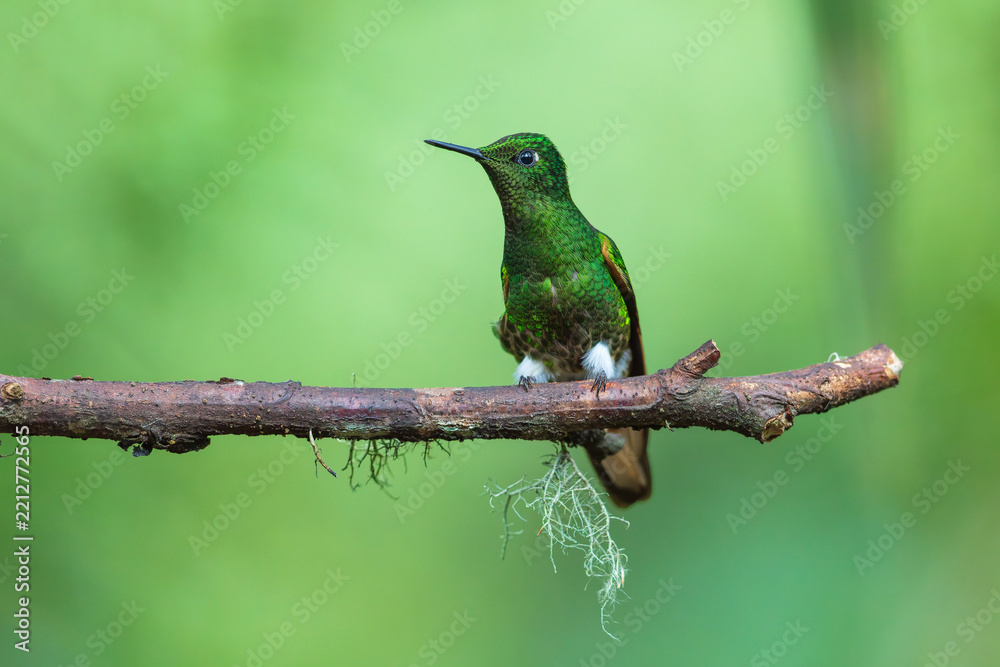 Fototapeta premium A Buff-tailed Coronet hummingbird (Boissonneaua flavescens) perched on a lichen-covered branch against a soft green background in the cloud forest of Ecuador.