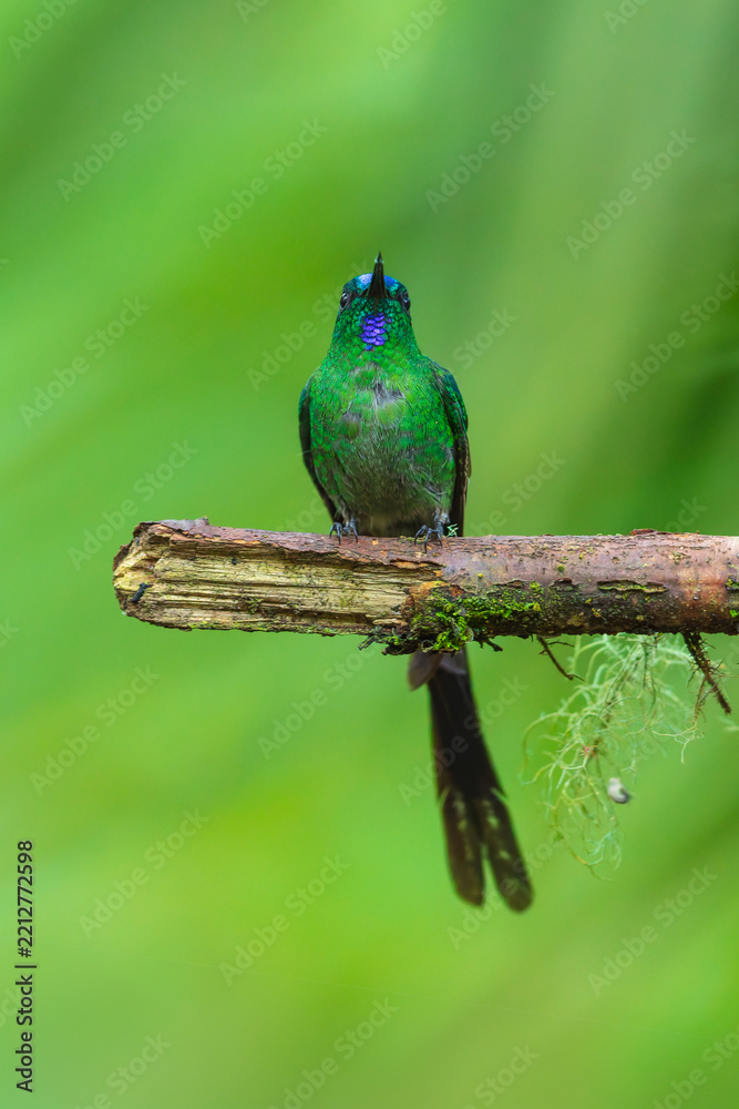 Fototapeta premium A stunning male Long-tailed Sylph hummingbird (Aglaiocercus kingi) with brilliant emerald-green and blue plumage and long trailing tail feathers perched on a mossy branch in the cloud forest of Ecuado